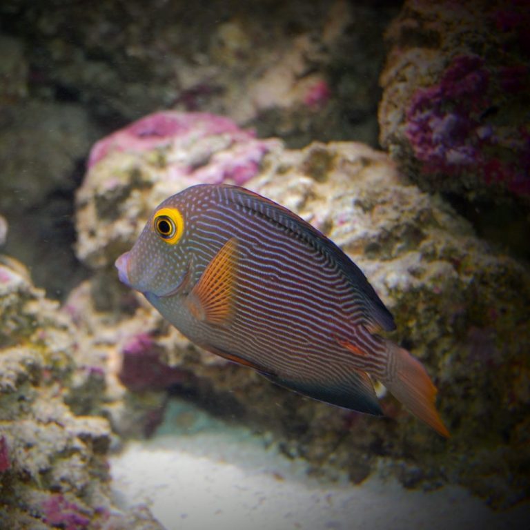 Best Tangs For Reef Aquariums
