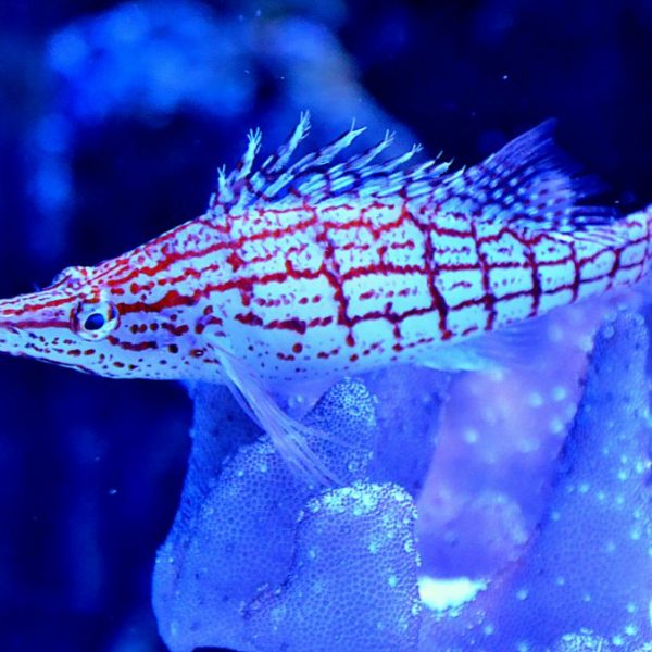 Longnose Hawkfish (Oxycirrhites Typus)