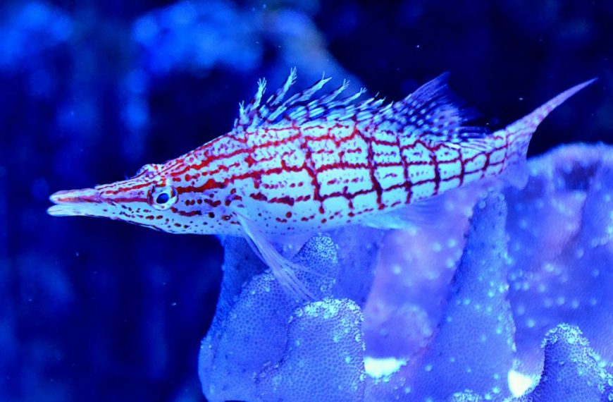 Longnose Hawkfish