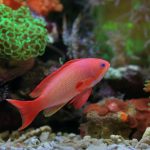 Lyretail Anthias