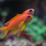 Lyretail Anthias Care