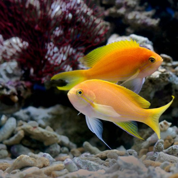 Lyretail Anthias (Pseudanthias Squamipinnis)