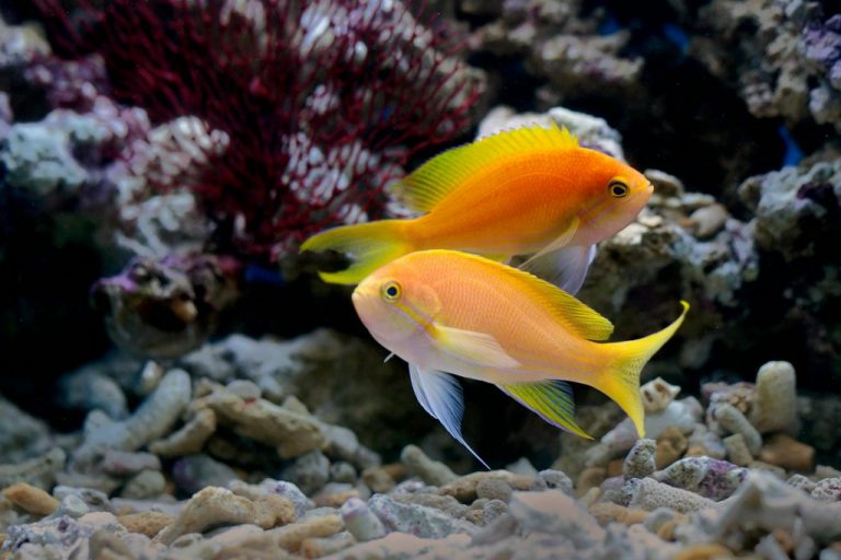 Lyretail Anthias (Pseudanthias Squamipinnis)