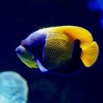 Majestic Blue Girdled Angelfish
