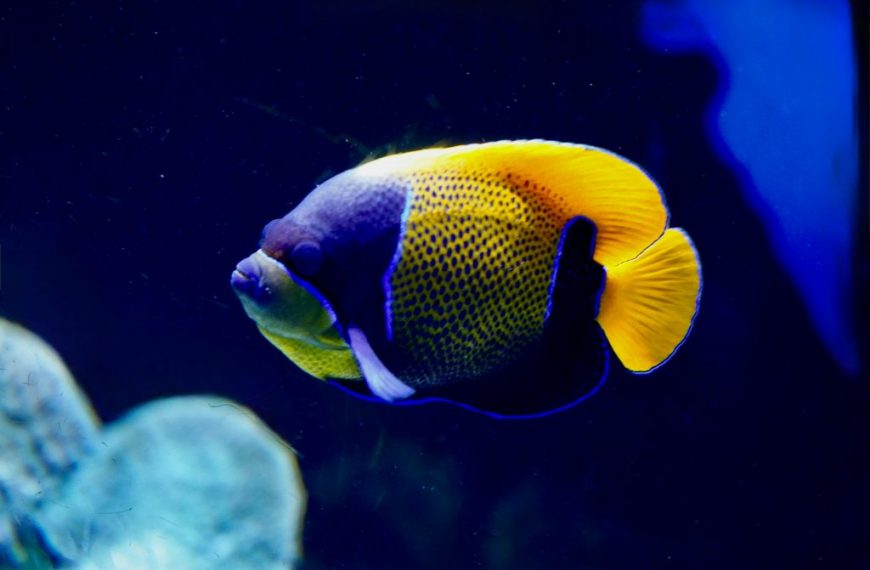 Majestic Blue Girdled Angelfish