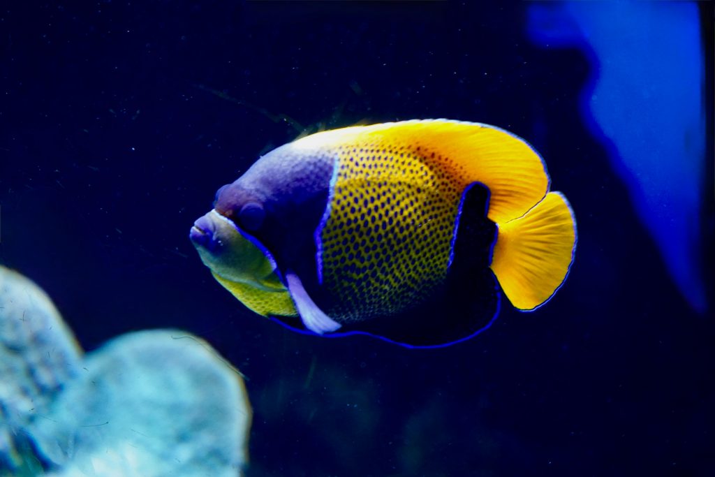 Majestic Blue Girdled Angelfish