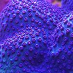 Meteor Shower Cyphastrea