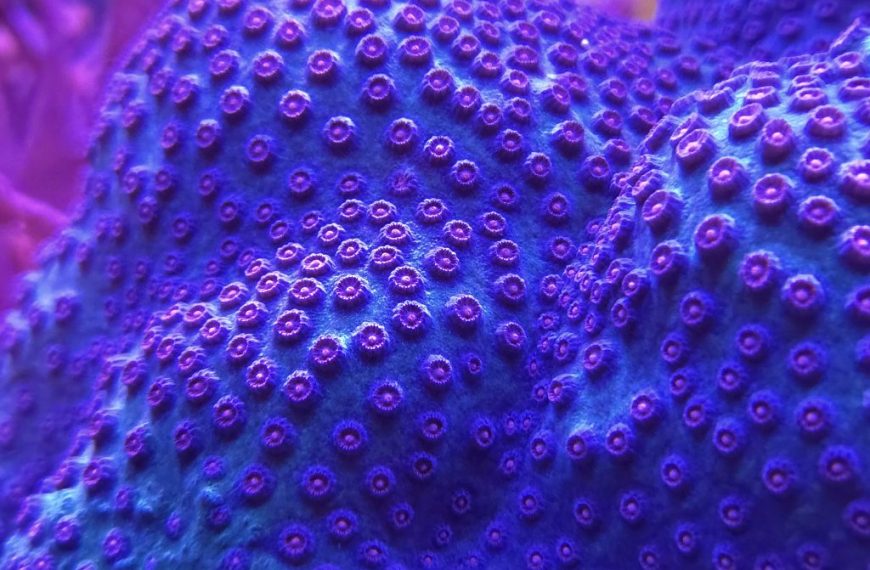 Meteor Shower Cyphastrea