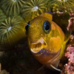 Midas Blenny