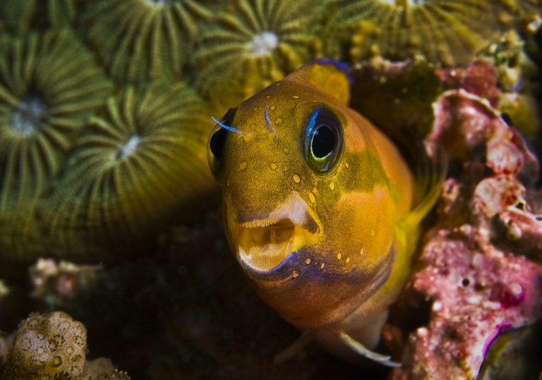 Midas Blenny (Ecsenius Midas)