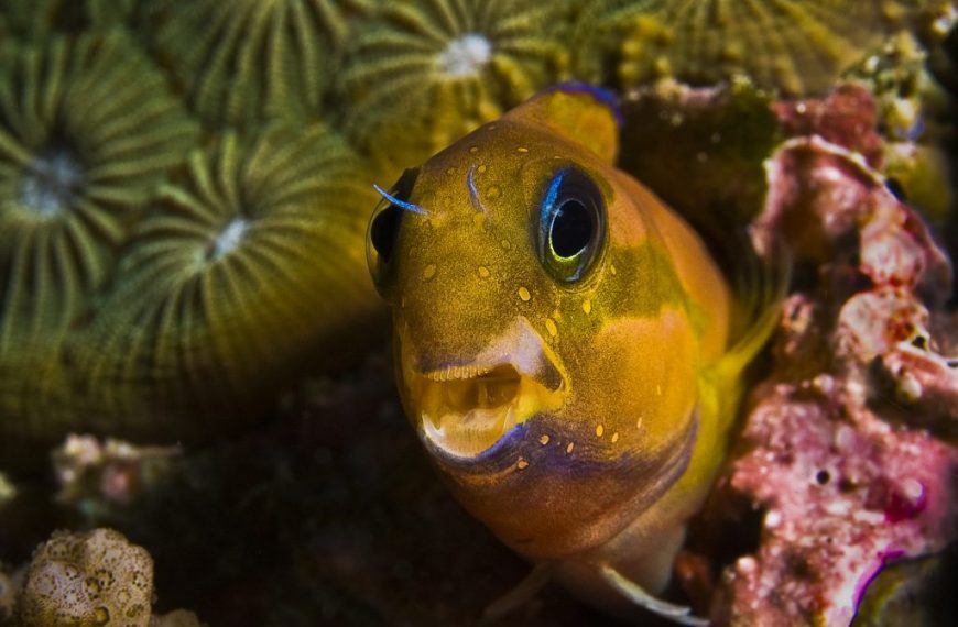 Midas Blenny