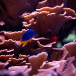 Montipora Sps Pexels Robert Schwarz