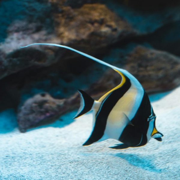 Moorish Idol (Zanclus cornutus)