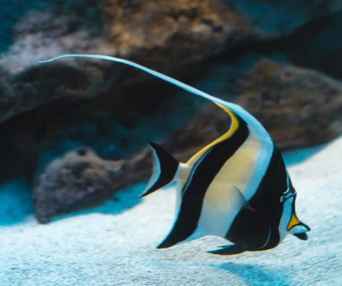 Moorish Idol