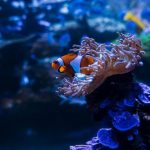 Ocellaris Clownfish