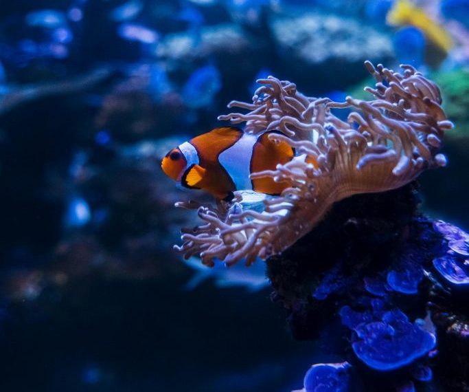 Ocellaris Clownfish