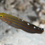 Old Glory Koumansetta Rainfordi