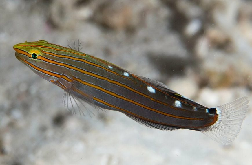 Old Glory Koumansetta Rainfordi