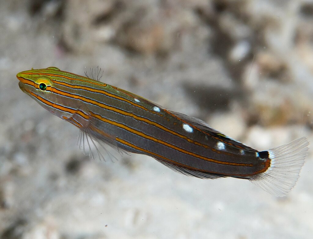 Old Glory Koumansetta Rainfordi