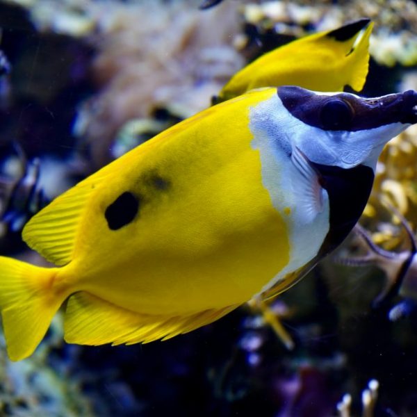 One Spot Foxface (Siganus Unimaculatus)