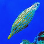 Orange Spotted Filefish