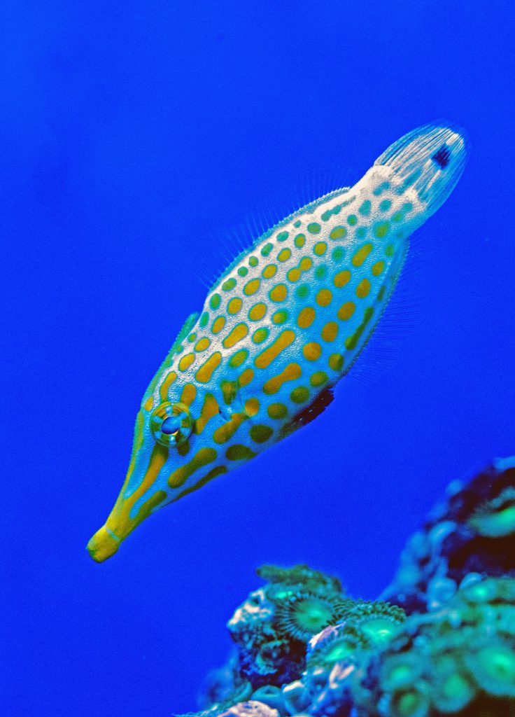 Orange Spotted Filefish