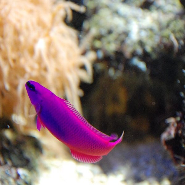Orchid Dottyback (Pseudochromis Fridmani)