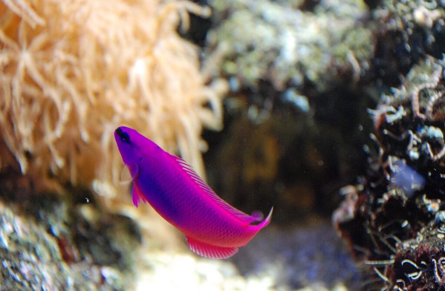 Orchid Dottyback Pseudochromis Fridmani