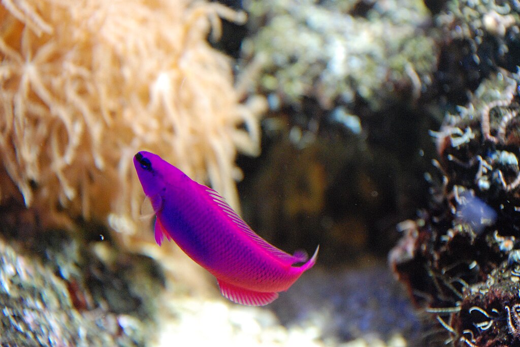 Orchid Dottyback (Pseudochromis Fridmani)
