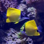 two yellow and blue fish on a coral reef