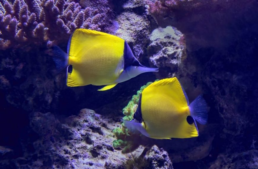 two yellow and blue fish on a coral reef