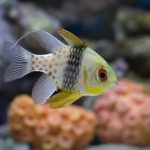 Pajama Cardinalfish