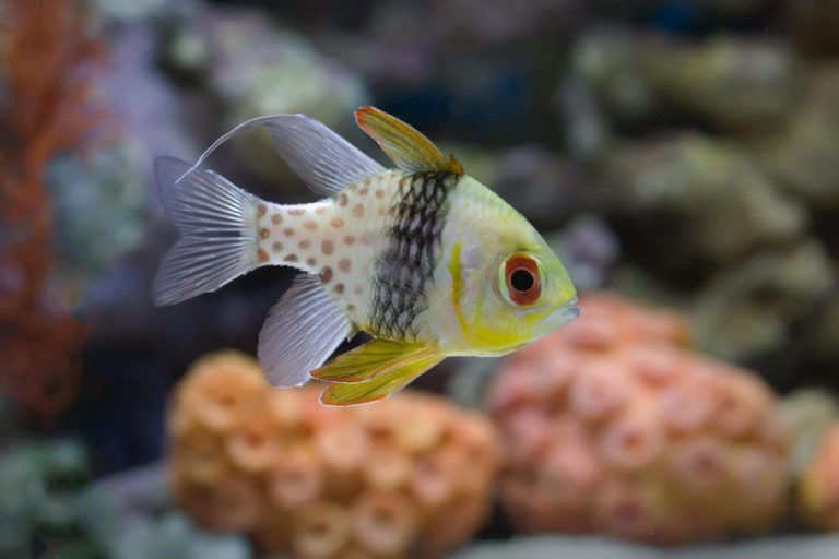 Pajama Cardinalfish (Sphaeramia Nematoptera)