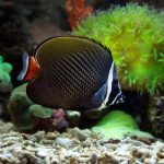 Pakistan Butterflyfish