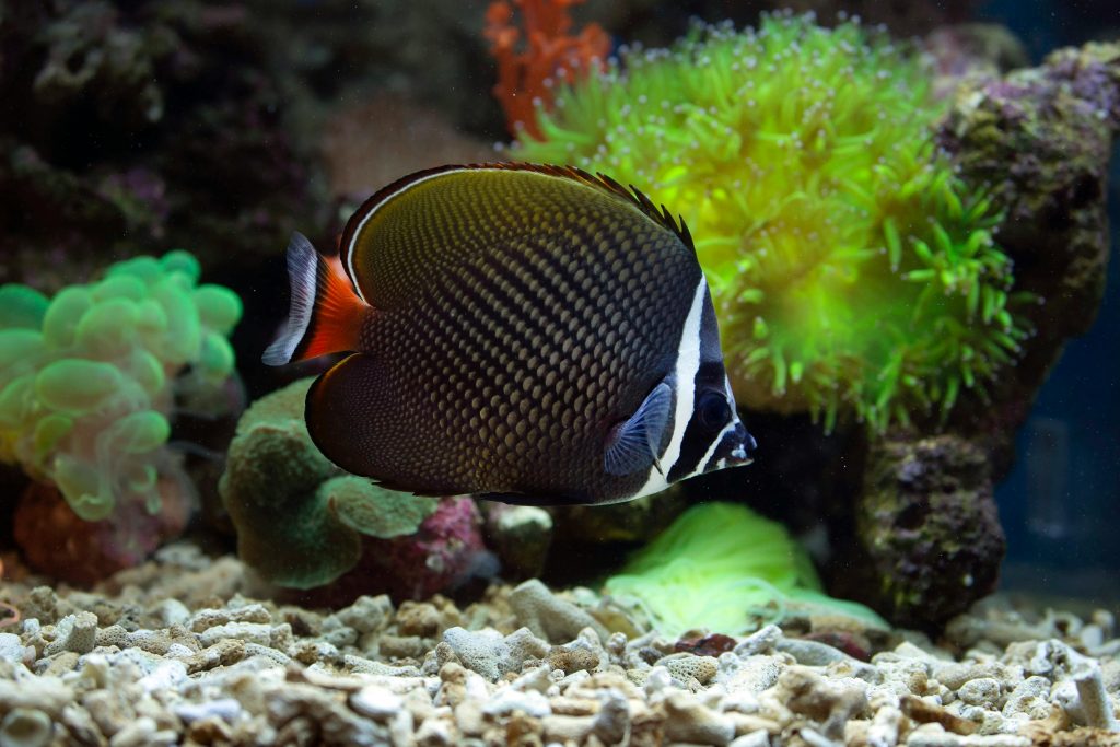 Pakistan Butterflyfish