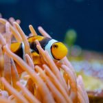 Percula Clownfish