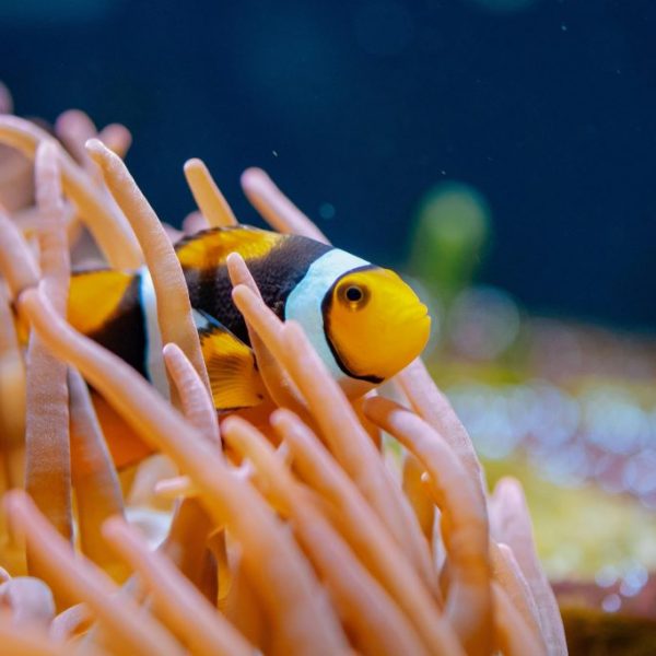 Percula Clownfish (Amphiprion percula)