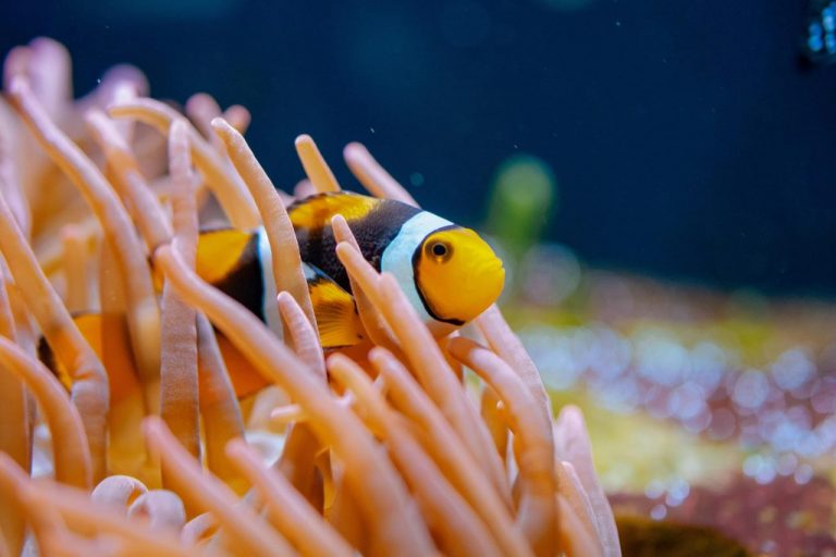 Percula Clownfish (Amphiprion percula)