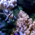 Close-up of a Banggai Cardinalfish in an aquarium filled with colorful coral.