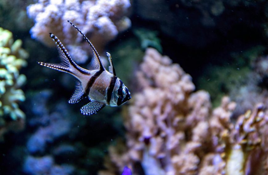 Close-up of a Banggai Cardinalfish in an aquarium filled with colorful coral.