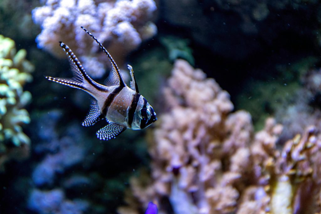Close-up of a Banggai Cardinalfish in an aquarium filled with colorful coral.