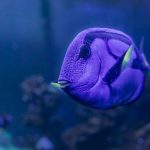 Detailed shot of a blue tang fish swimming in an aquarium, showcasing vibrant colors.