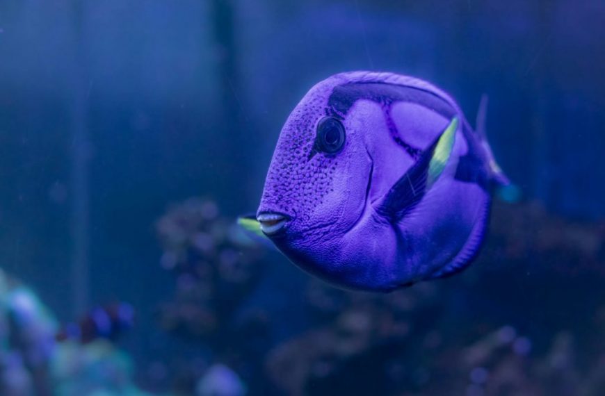 Detailed shot of a blue tang fish swimming in an aquarium, showcasing vibrant colors.