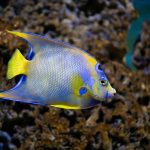 Close-up of a colorful Queen Angelfish swimming among coral formations in a marine environment.