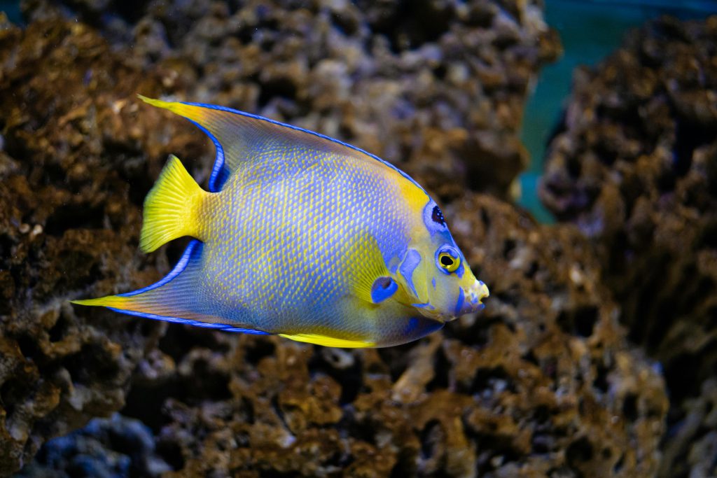 Close-up of a colorful Queen Angelfish swimming among coral formations in a marine environment.