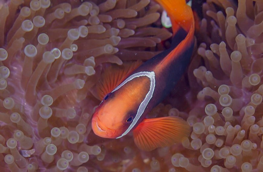Pez Payaso Tomate Amphiprion Frenatus En Una Anemona Magnifica Heteractis Magnifica Anilao Filipinas 2023 08 22 Dd 208