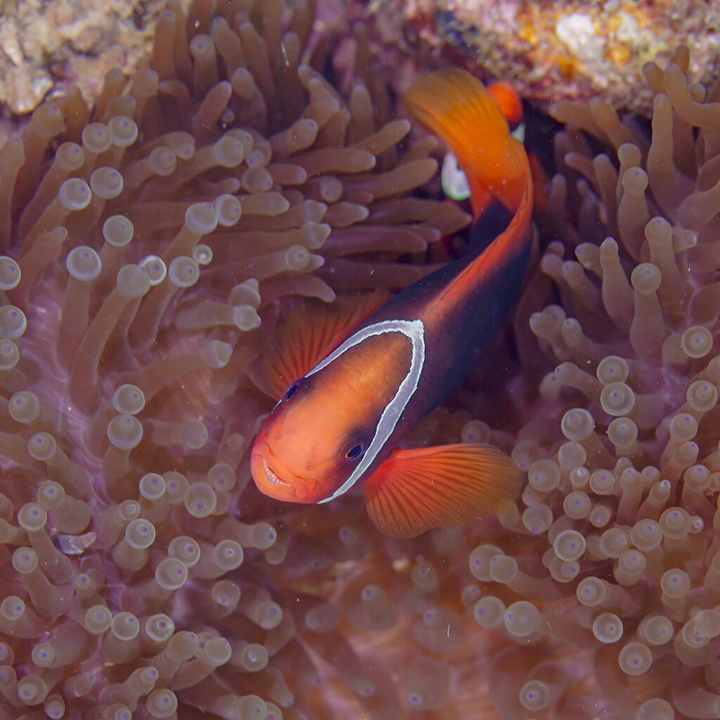 Pez Payaso Tomate Amphiprion Frenatus En Una Anemona Magnifica Heteractis Magnifica Anilao Filipinas 2023 08 22 Dd 208