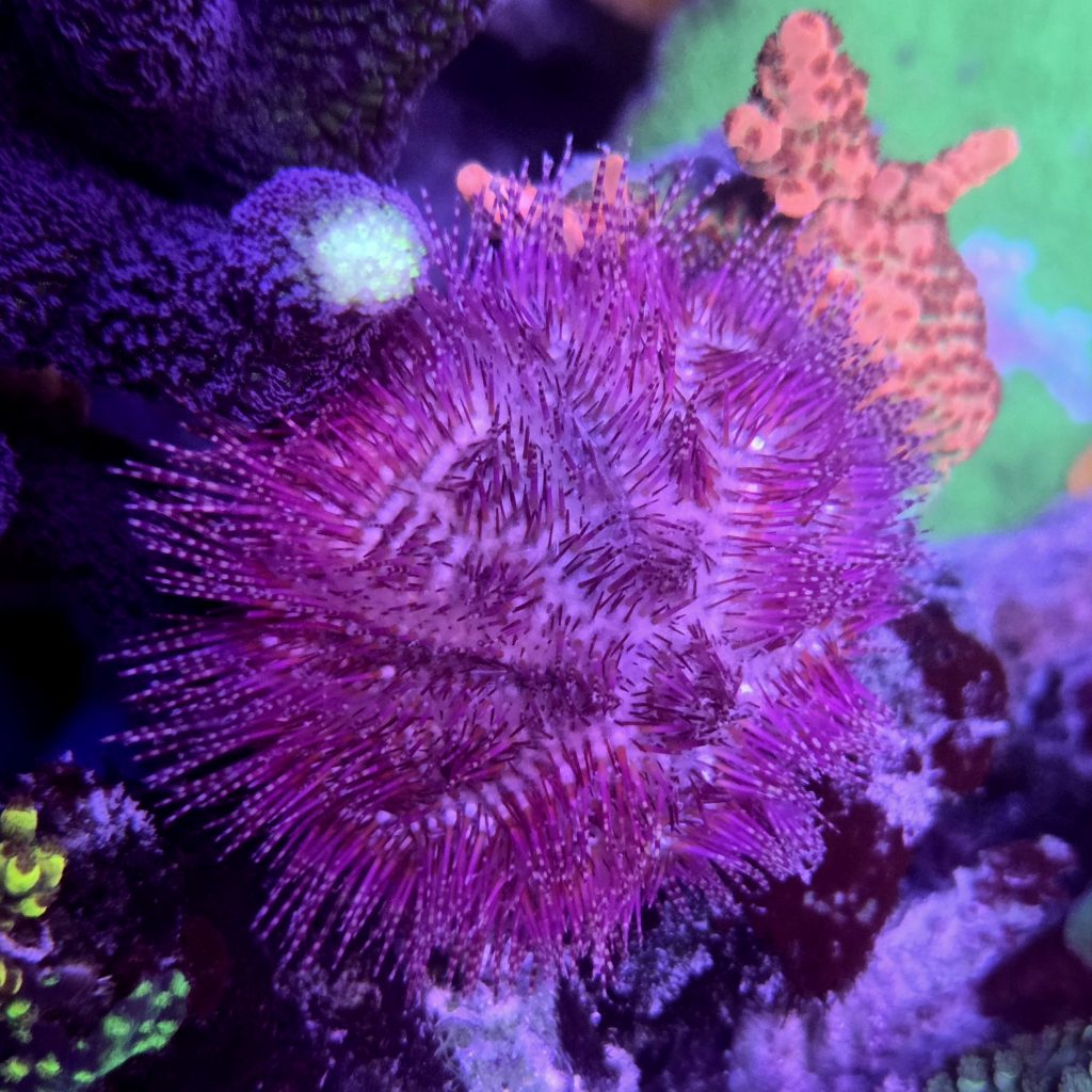 Pincushion Urchin Top View