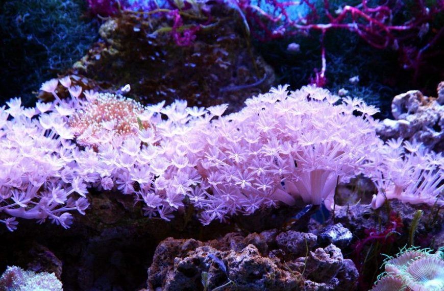 Pom Pom Xenia Coral