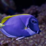 Powder Blue Tang